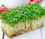 SĖJAMOSIOS PIPIRNĖS