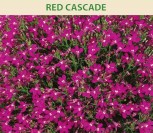 LOBELIJOS PAPRASTOSIOS RED CASCADE
