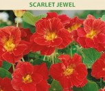 NASTURTĖS ŽEMOSIOS SCARLET JEWEL