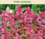 ŠALAVIJAI DAILIEJI PINK SUNDEA