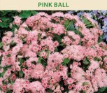 ŽYDRŪNIAI MEKSIKINIAI PINK BALL