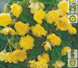 BEGONIA CASCADE YELLOW