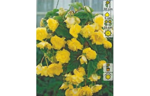 BEGONIA CASCADE YELLOW