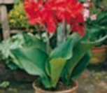 KANOS GREENLEAVED RED