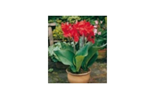KANOS GREENLEAVED RED