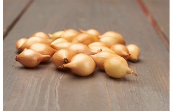 SVOGŪNŲ SODINUKAI ALPHA 0,5KG 14-21