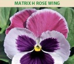 DARŽELINĖS NAŠLAITĖS MATRIX H ROSE WING