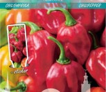 VIENAMETĖS PAPRIKOS HABANERO RED aštri