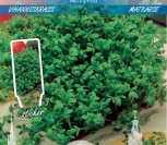 SĖJAMOSIOS PIPIRNĖS MICRO GREENS   