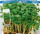 BROKOLIAI MICRO GREENS              