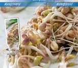  SPINDULINĖS PUPUOLĖS  MICRO GREENS   