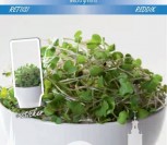 RIDIKĖLIAI MICRO GREEN         