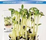 SAULĖGRĄŽOS MICRO GREENS            