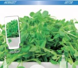 ŽIRNIAI MICRO GREENS        