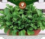 MŪRINIAI ŠATREINIAI WILDFIRE WASABI