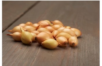 SVOGŪNŲ SODINUKAI CUPIDO PROFI 0,5KG 14-21
