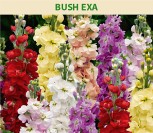 PILKOSIOS LEUKONIJOS BUSH EXA