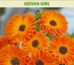 VAISTINĖS MEDETKOS GEISHA GIRL