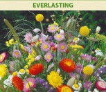GĖLIŲ SĖKLŲ MIŠINYS  EVERLASTING