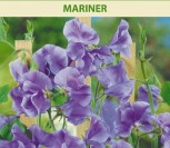 KVAPIEJI PELĖŽIRNIAI MARINER
