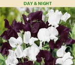 KVAPIEJI PELĖŽIRNIAI DAY&amp;NIGHT