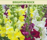 DIDIEJI ŽIOVEINIAI BRIGHTON ROCK 