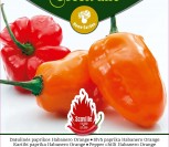 DATULINĖS PAPRIKOS ČILI HABANERO ORANGE