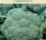 BROKOLIAI CORONADO H