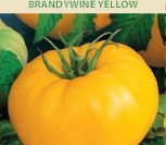 VALGOMIEJI POMIDORAI BRANDYWINE YELLOW