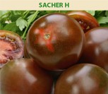 VALGOMIEJI POMIDORAI SACHER H