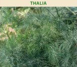 PAPRASTIEJI KRAPAI THALIA