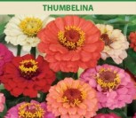 PUIKIOSIOS GVAIZDŪNĖS THUMBELINA