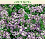 PAJŪRINĖS LOBULIARIJOS VIOLET QUEEN