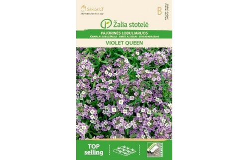 PAJŪRINĖS LOBULIARIJOS VIOLET QUEEN