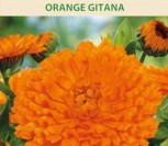 VAISTINĖS MEDETKOS ORANGE GITANA