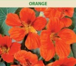 DIDŽIOSIOS NASTURTĖS ORANGE