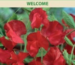 KVAPIEJI PELĖŽIRNIAI WELCOME