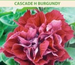 DARŽELINĖS PETUNIJOS DIDŽIAŽIEDĖS CASCADE H BURGUNDY