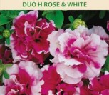 DARŽELINĖS PETUNIJOS GAUSIAŽIEDĖS DUO H ROSE & WHITE