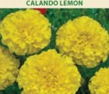 DIDIEJI SERENČIAI CALANDO LEMON