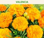 GVAZDIKINIAI SERENČIAI VALENCIA