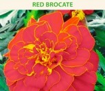 GVAZDIKINIAI SERENČIAI RED BROCATE