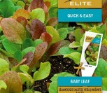 SĖJAMOSIOS SALOTOS BABY LEAF