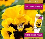 DARŽELINĖS NAŠLAITĖS FRIZZLE SIZZLE H YELLOW