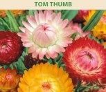 DARŽELINIAI ŠLAMUČIAI TOM THUMB