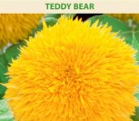 DEKORATYVINĖS SAULĖGRĄŽOS TEDDY BEAR