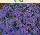 MEKSIKINIAI ŽYDRŪNIAI BLUE BALL