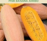 MOLIŪGAI PINK BANANA JUMBO