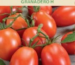 VALGOMIEJI POMIDORAI GRANADERO H