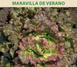 SĖJAMOSIOS SALOTOS MARAVILLA DE VERANO